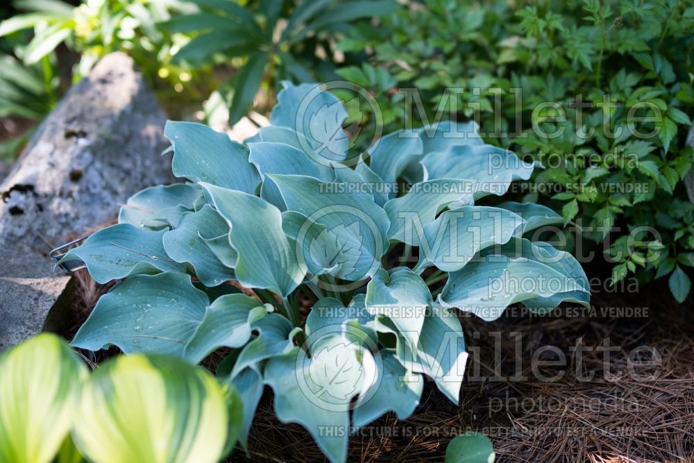 Hosta Flemish Sky (Hosta funkia august lily) 2 