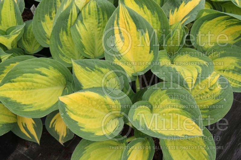 Hosta Forbidden Fruit (Hosta funkia august lily)  1