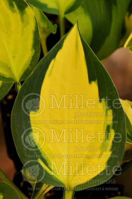 Hosta Forbidden Fruit (Hosta funkia august lily)  2