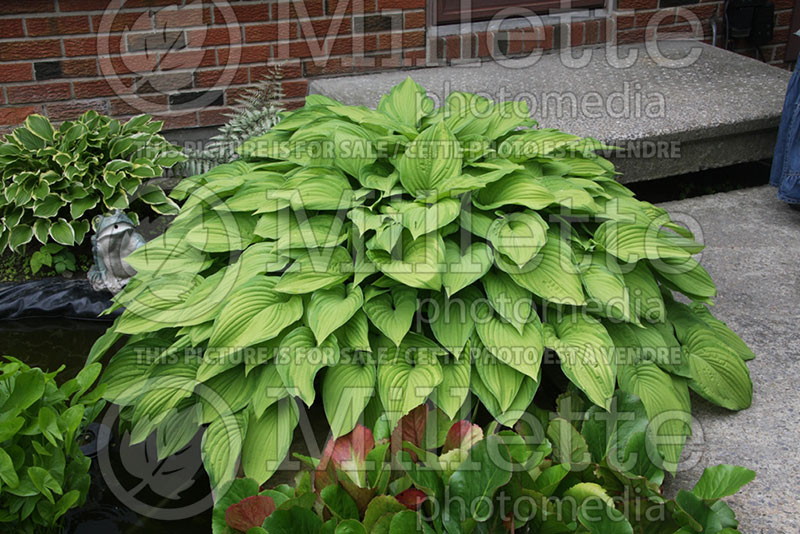 Hosta Fortunei Albopicta (Hosta funkia august lily) 1 