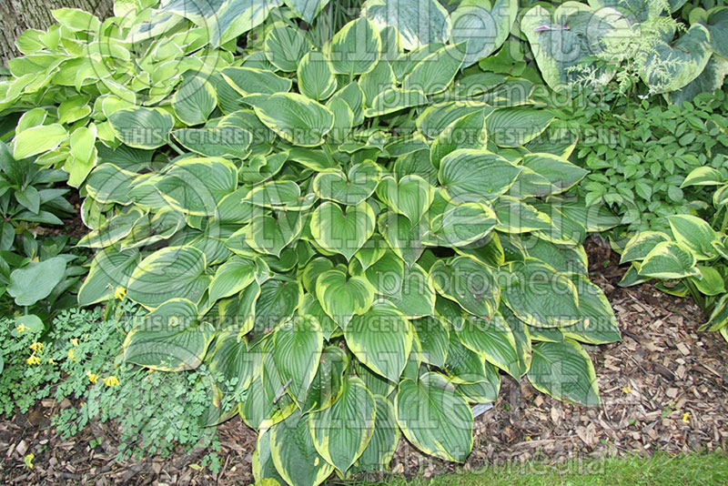 Hosta Fortunei Aureomarginata (Hosta funkia august lily) 1 