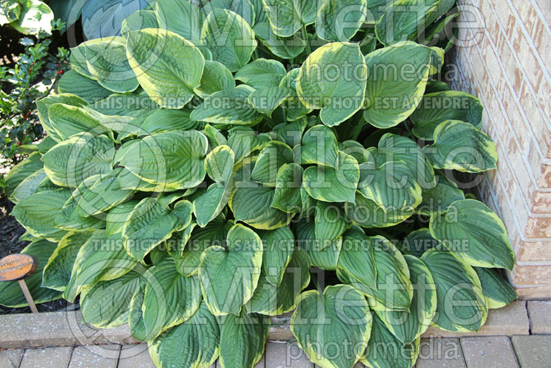 Hosta Fortunei Aureomarginata (Hosta funkia august lily) 2 