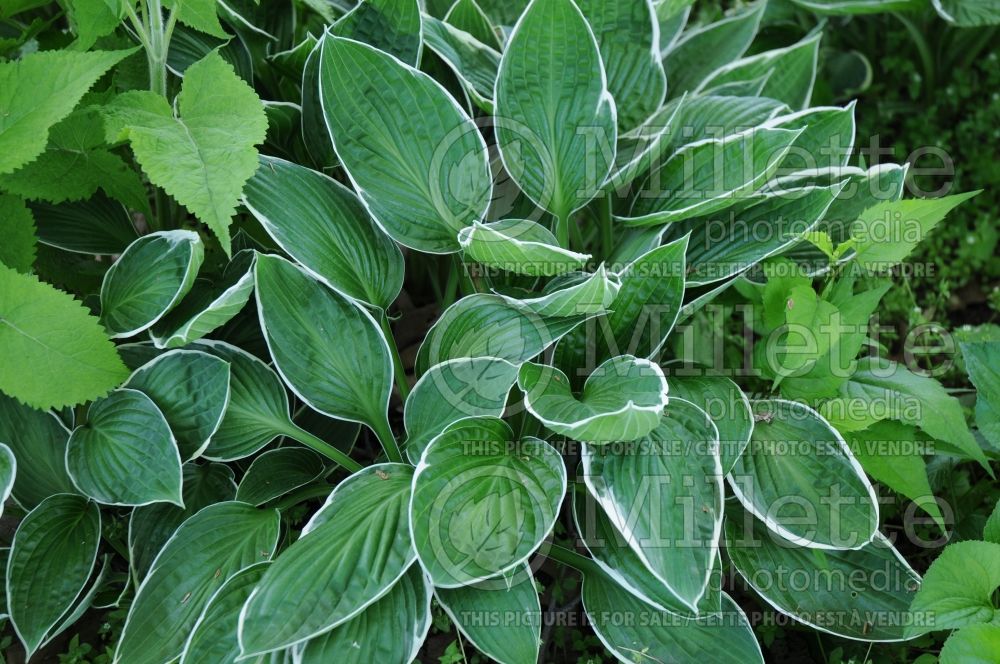 Hosta Fortunei Gloriosa (Hosta funkia august lily) 1 