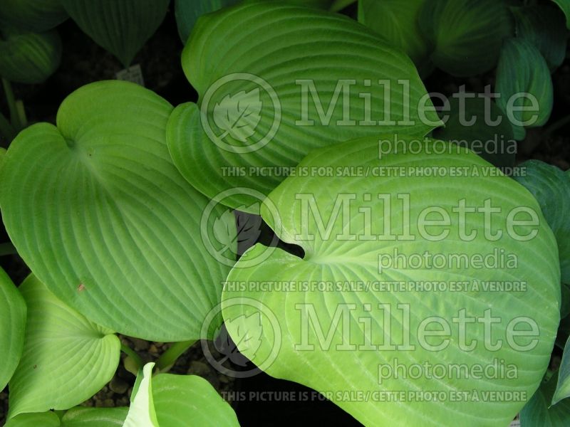 Hosta Fourteen Carats (Hosta funkia august lily) 1 