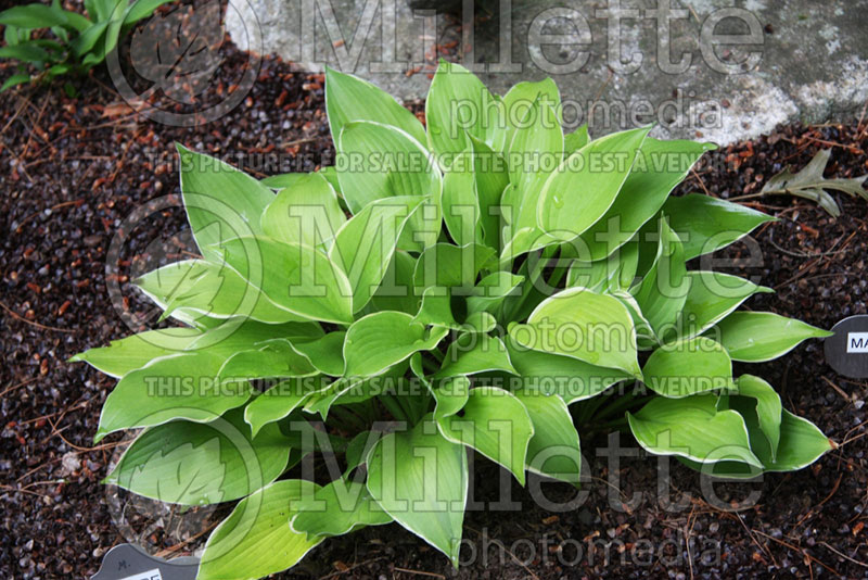 Hosta Foxfire Crying Game (Hosta funkia august lily) 1 