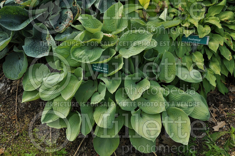 Hosta Foxfire Irish Moon (Hosta funkia august lily) 1