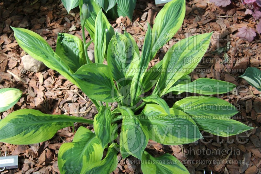 Hosta Foxfire Palm Sunday (Hosta funkia august lily) 2 