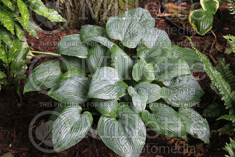 Hosta Fragrant Blue (Hosta funkia august lily) 1