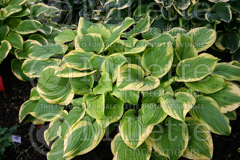 Hosta Fragrant Bouquet (Hosta funkia august lily) 1 