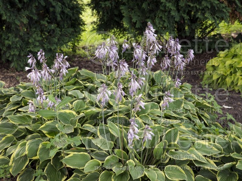 Hosta Fragrant Bouquet (Hosta funkia august lily) 4 