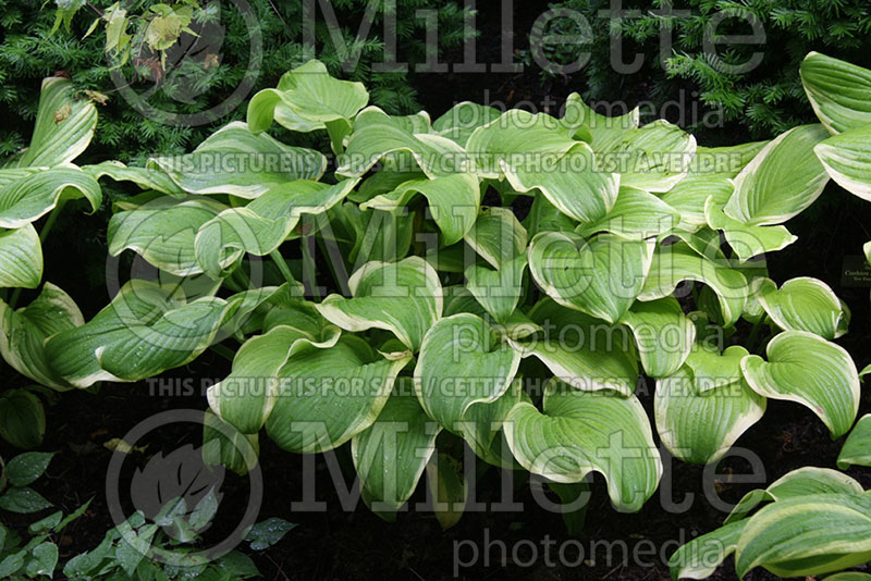 Hosta Fragrant Bouquet (Hosta funkia august lily) 2 