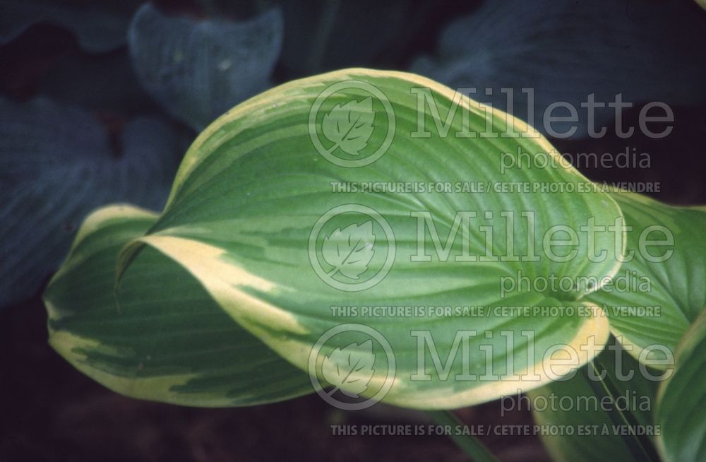 Hosta Fragrant Bouquet (Hosta funkia august lily) 3 