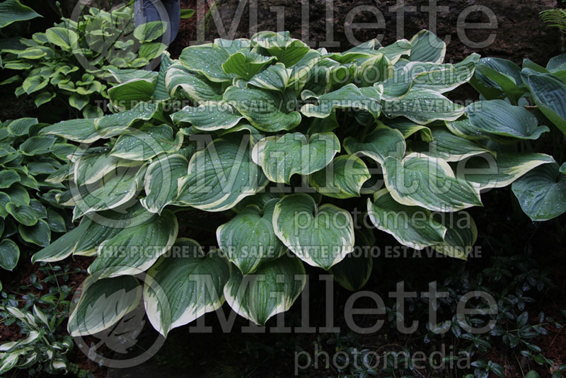 Hosta Fragrant Dream (Hosta funkia august lily) 1