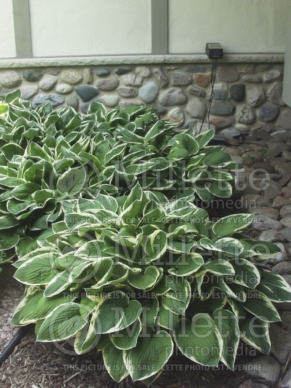 Hosta Francee  (Hosta funkia august lily) 3 