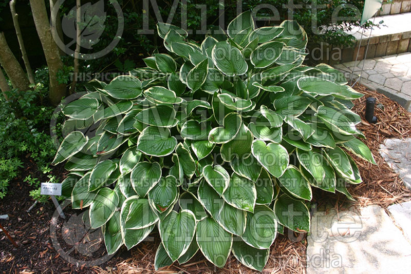 Hosta Francee (Hosta funkia august lily) 1