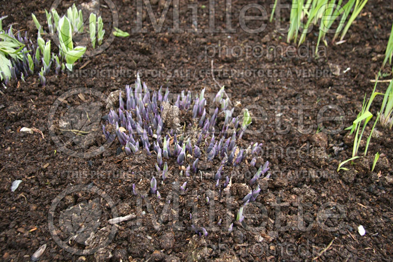 Hosta Francee in buds in Spring (Hosta Ambiance) 4 