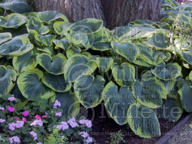 Hosta Frances Williams (Hosta funkia august lily) 6 