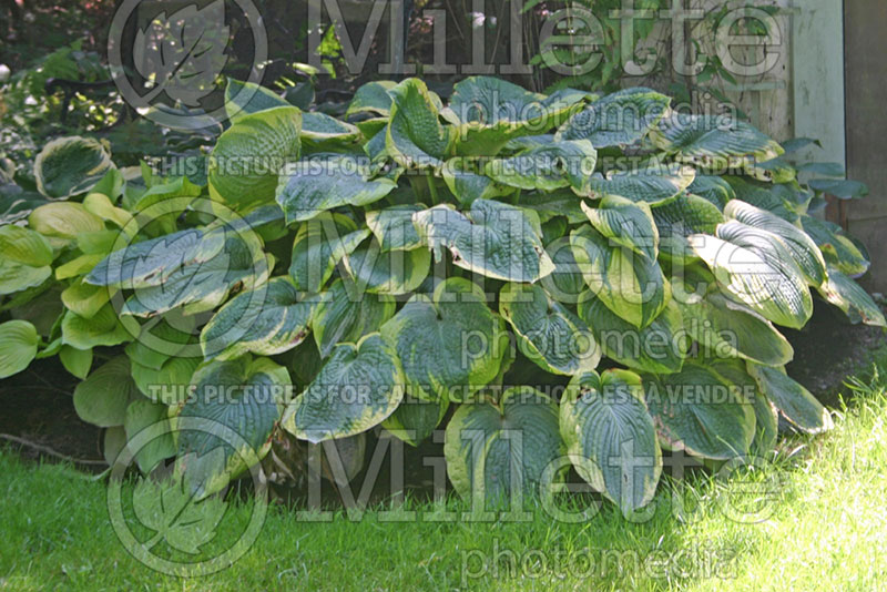 Hosta Frances Williams (Hosta funkia august lily) 1 