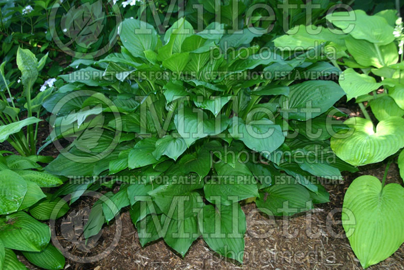 Hosta Freckles (Hosta funkia august lily) 1 