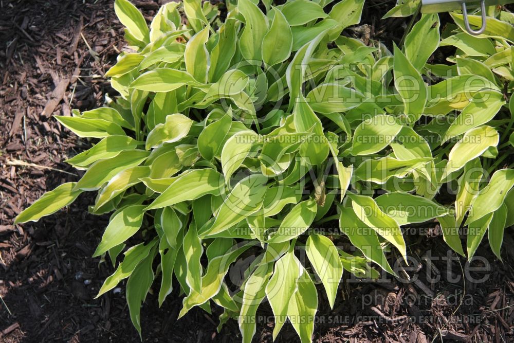 Hosta Fresh (Hosta funkia august lily) 1