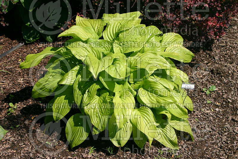 Hosta Fried Bananas (Hosta funkia august lily) 1