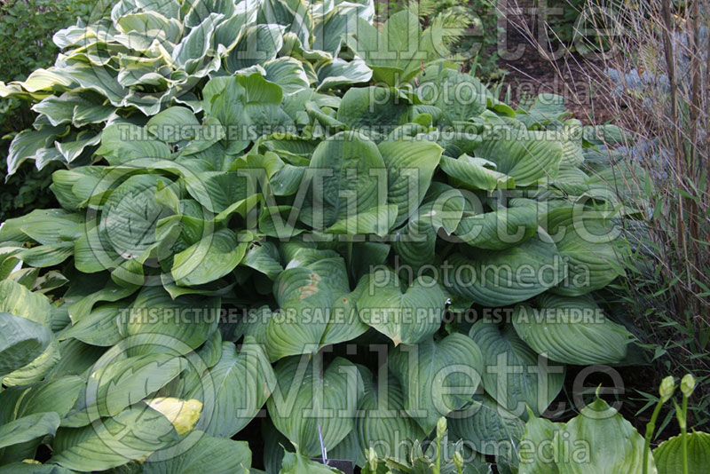 Hosta Fried Green Tomatoes (Hosta funkia august lily)  1