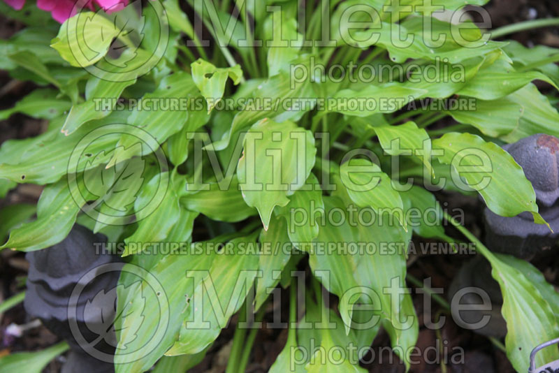 Hosta Friends (Hosta funkia august lily) 1 