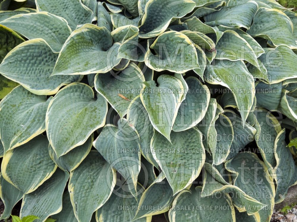 Hosta Frosted Dimples (Hosta funkia august lily) 2 