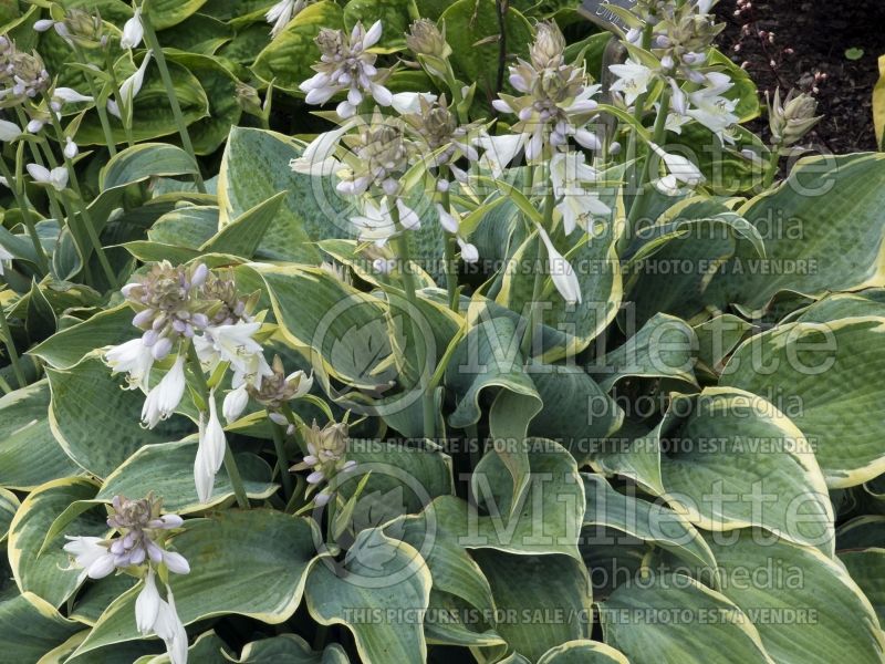 Hosta Frosted Dimples (Hosta funkia august lily) 3 