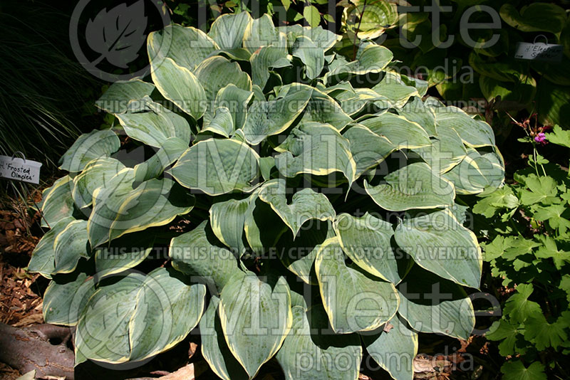 Hosta Frosted Dimples (Hosta funkia august lily) 1 