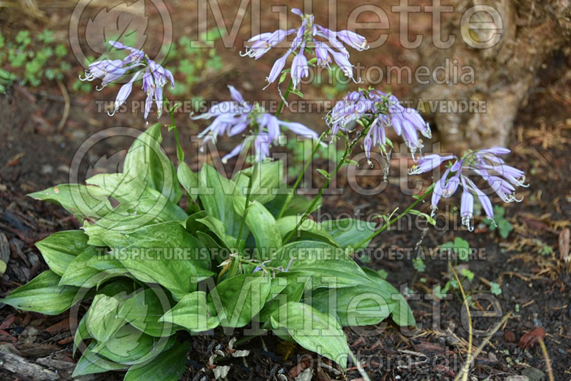 Hosta Frosted Mini Hearts (Hosta funkia august lily) 1 