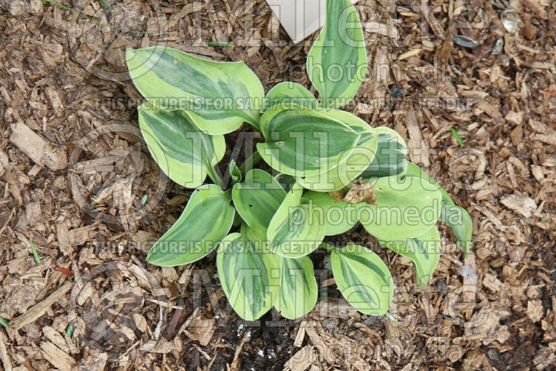 Hosta Frosted Mouse Ears (Hosta funkia august lily) 1