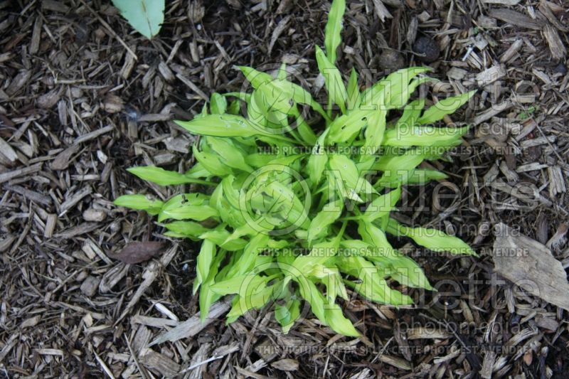 Hosta Fuji Sunrise (Hosta funkia august lily) 1 