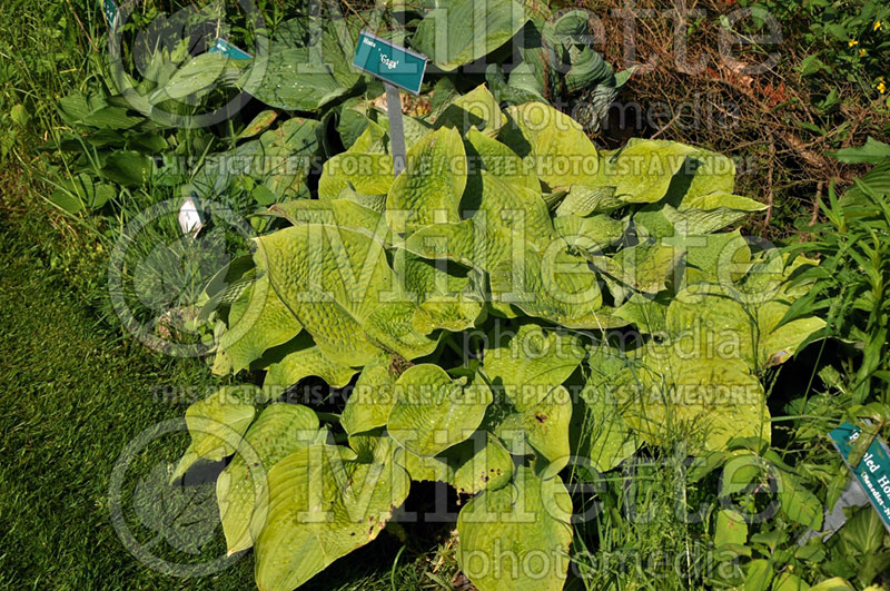 Hosta Gaga (Hosta funkia august lily) 1 