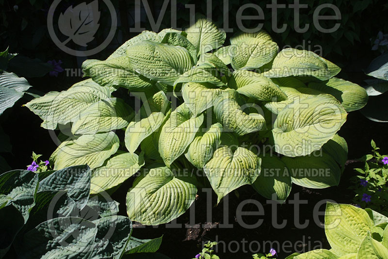 Hosta Garden Party (Hosta funkia august lily) 1 