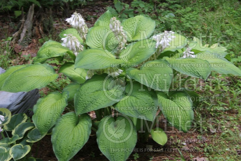 Hosta Garden Party (Hosta funkia august lily) 2 