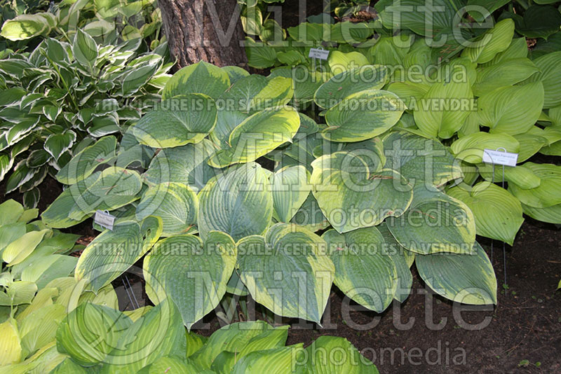 Hosta Garden Treasure (Hosta funkia august lily) 1