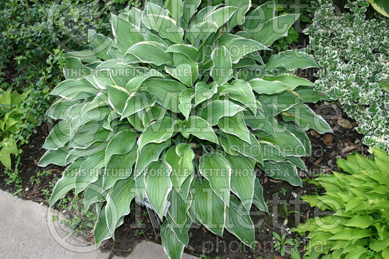 Hosta Gay Blade (Hosta funkia august lily) 1 