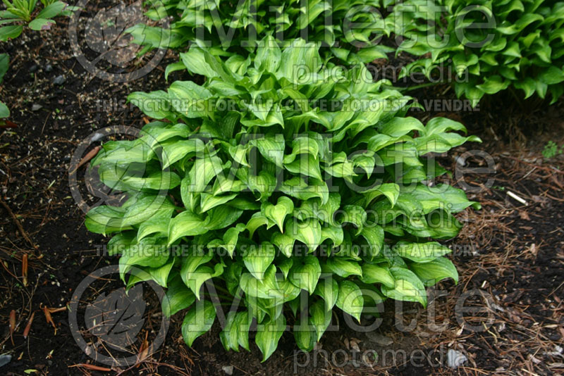 Hosta Geisha aka Ani machi (Hosta funkia august lily) 1 