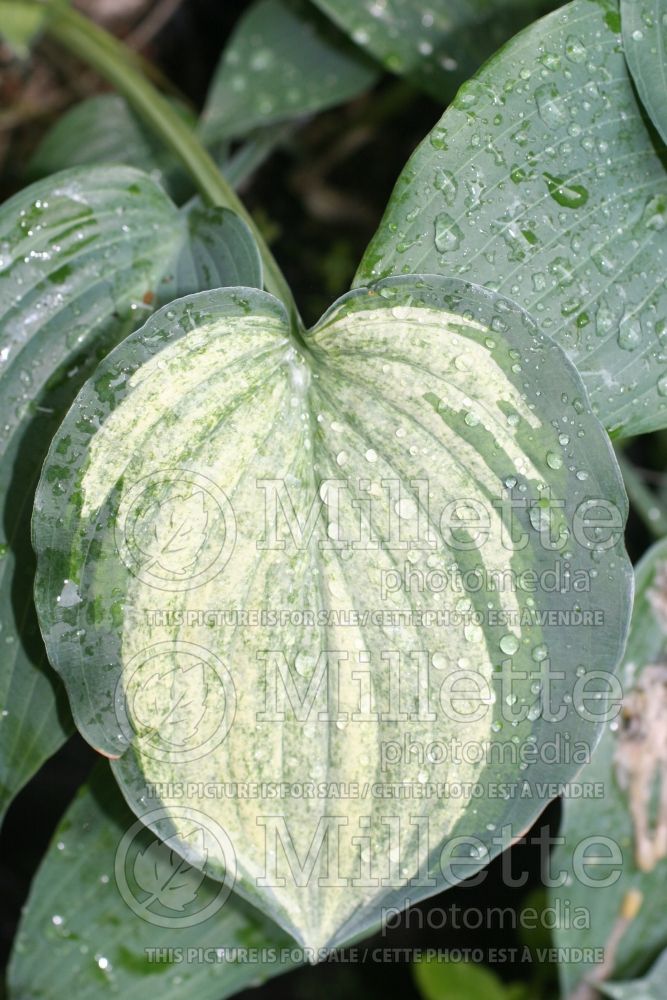 Hosta Ghostmaster (Hosta funkia august lily) 1 