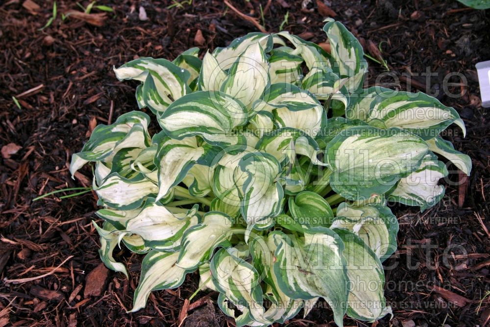 Hosta Ghost Spirit (Hosta funkia august lily) 1