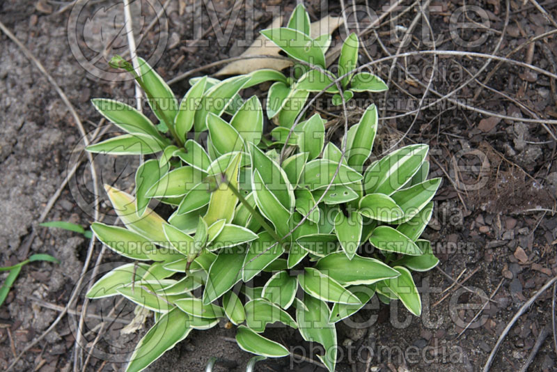 Hosta Gingee (Hosta funkia august lily) 1 