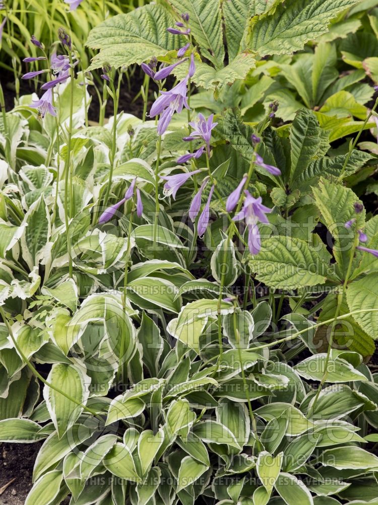 Hosta Ginko Craig (Hosta funkia august lily) 1 