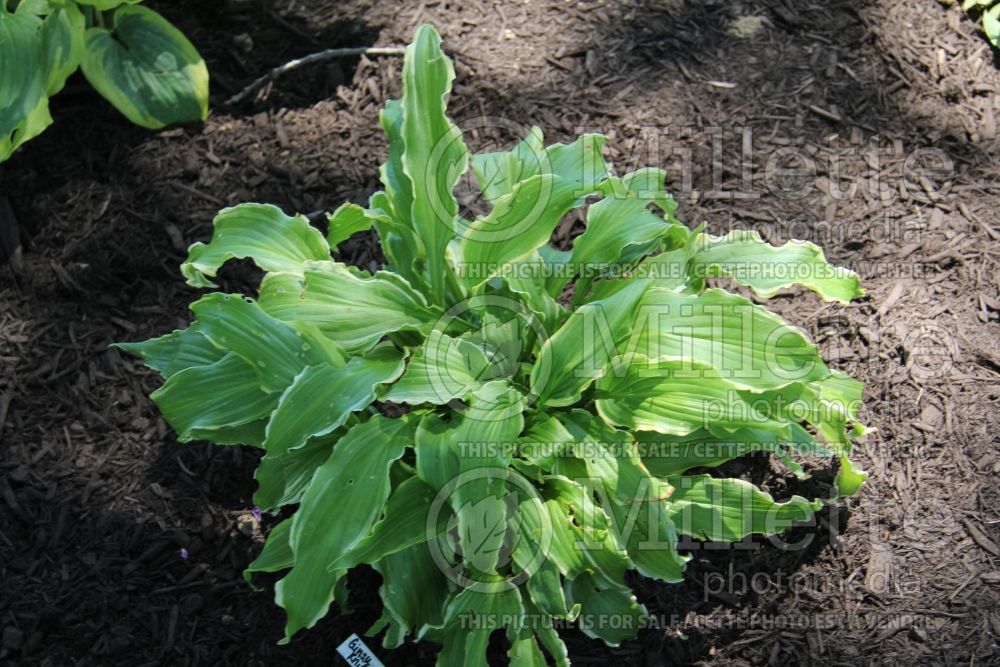 Hosta Ginsu Knife (Hosta funkia august lily) 3 