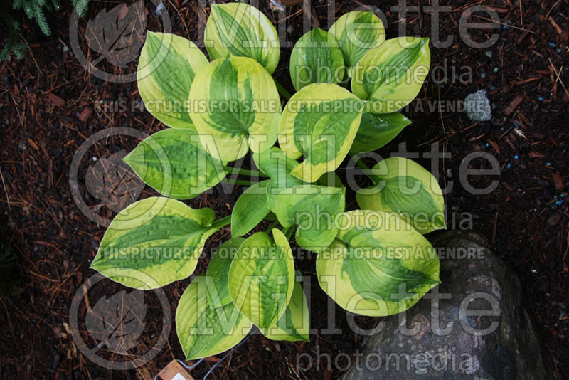 Hosta Glad Rags (Hosta funkia august lily) 1 