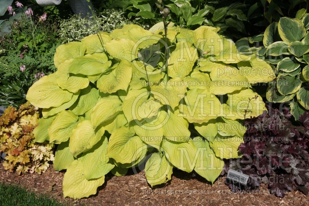 Hosta Glory (Hosta funkia august lily) 1 