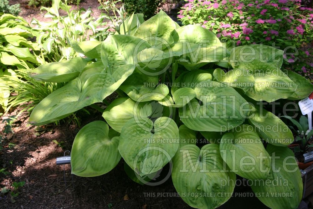 Hosta Golden Friendship (Hosta funkia august lily) 1