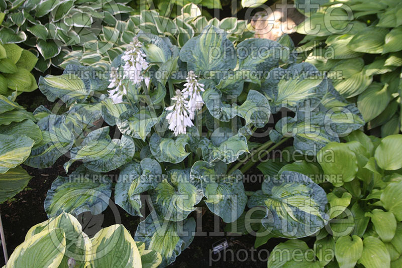 Hosta Golden Meadows (Hosta funkia august lily) 1