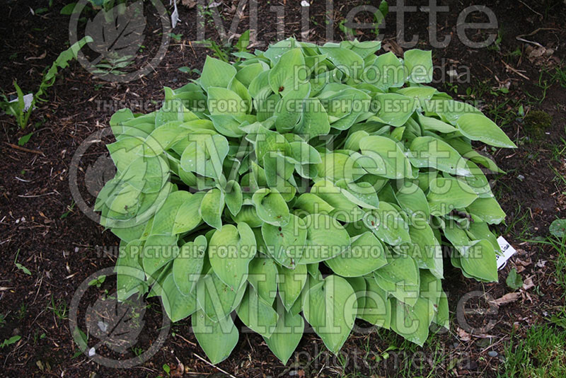 Hosta Golden Medallion (Hosta funkia august lily) 1