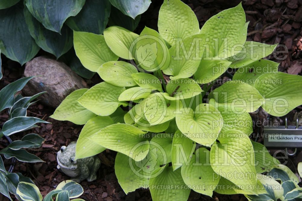 Hosta Golden Prayers (Hosta funkia august lily) 2 